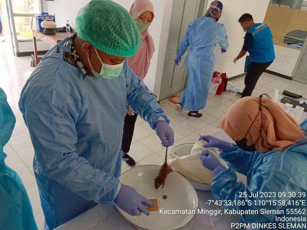 Ada Puluhan Kasus Leptospirosis di Sleman, PHBS Digencarkan