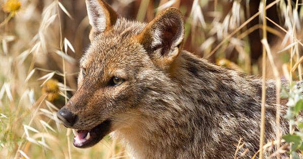 4 Hewan yang Perlu Diwaspadai di Bahrain, Serangannya Menyakitkan!