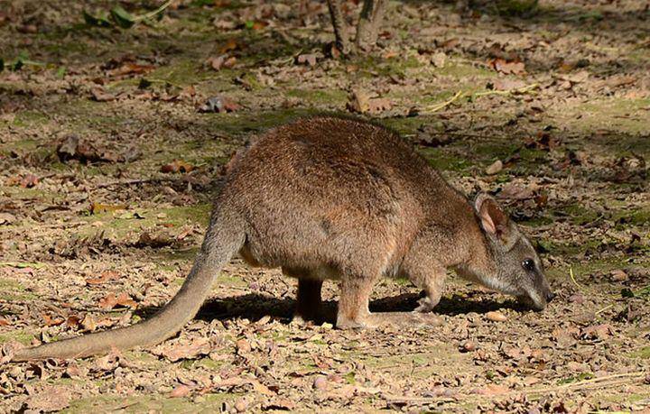 Parma wallaby (commons.wikimedia.org/Vassil)