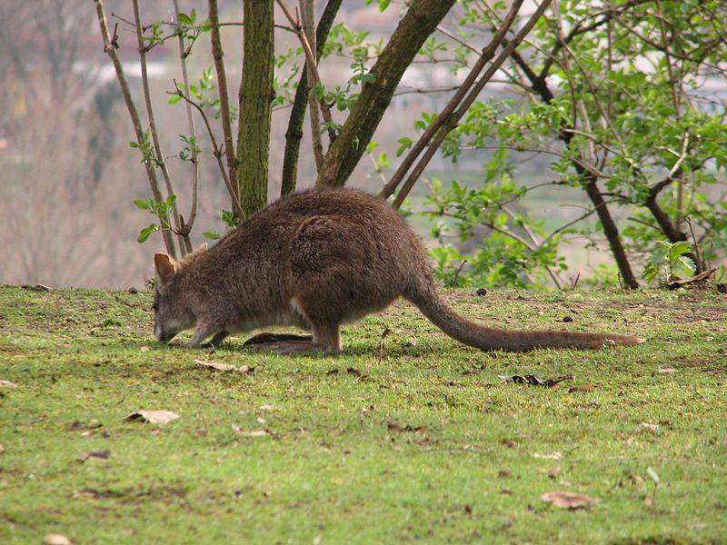 Parma wallaby (commons.wikimedia.org/Mistvan)