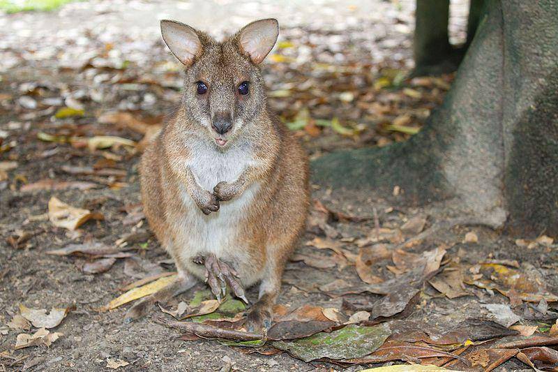 Parma wallaby (commons.wikimedia.org/Brian Gratwicke)