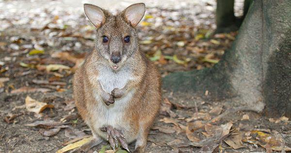 5 Fakta Parma Wallaby, Mamalia yang Terancam Punah!