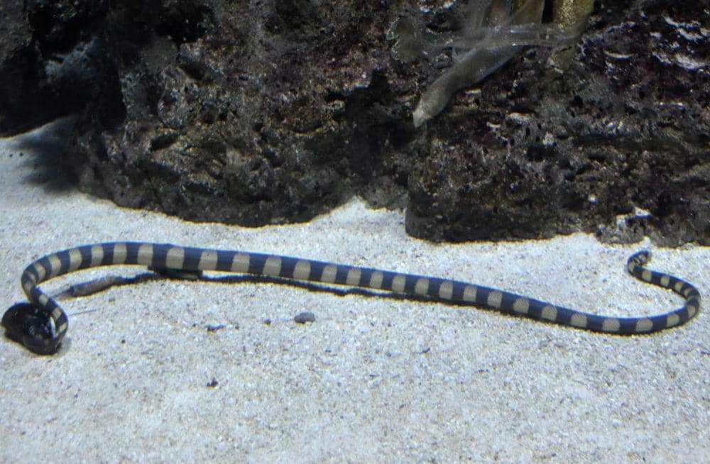 Annulated sea snake (facts.net)