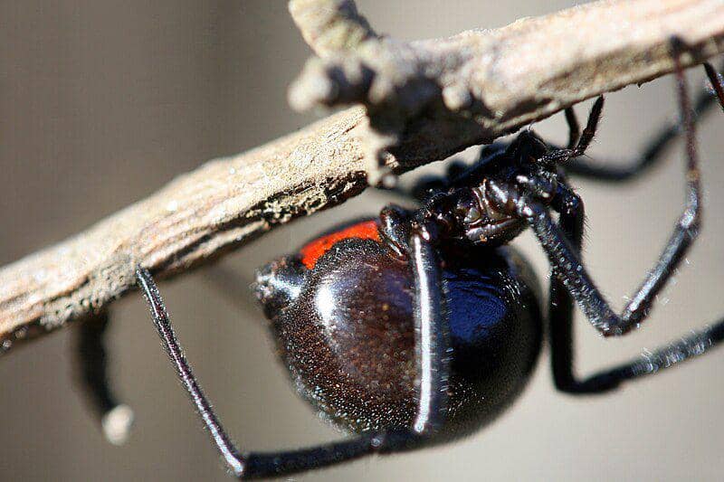 Black widow spider (commons.wikimedia.org/Paul Sapiano)