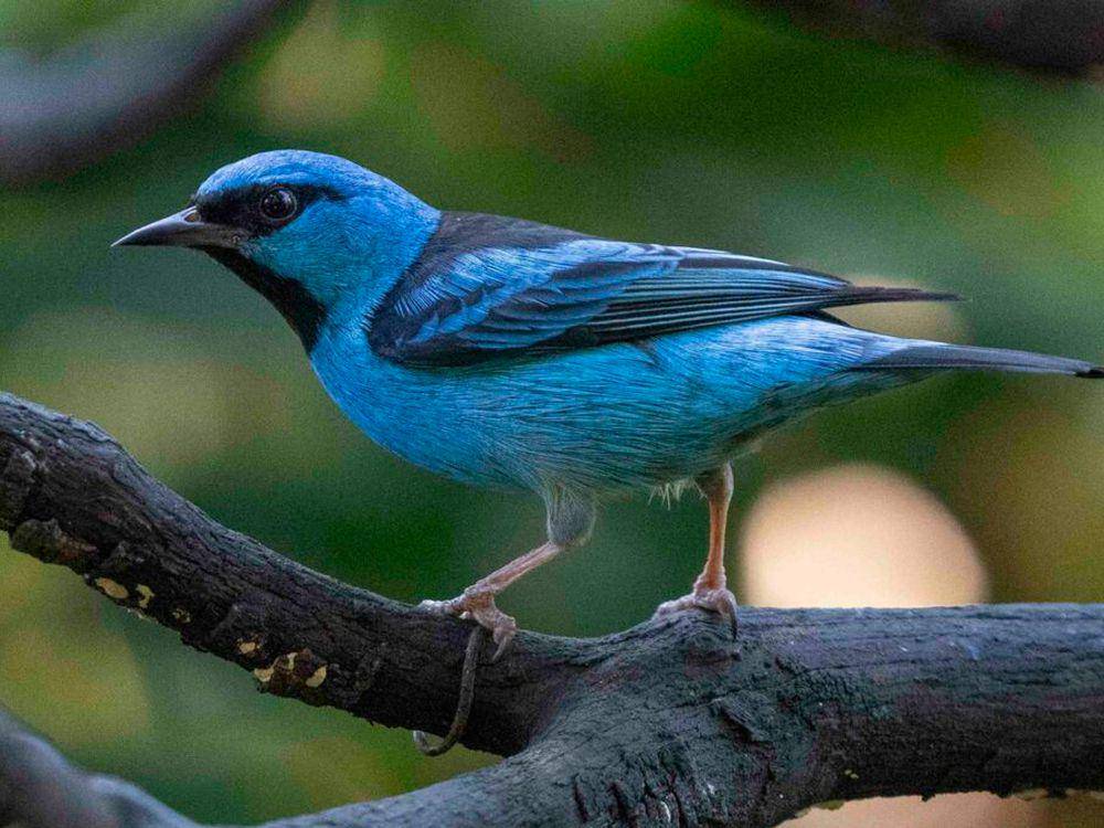 potret burung blue dacnis (inaturalist.org/Luciano Massa)