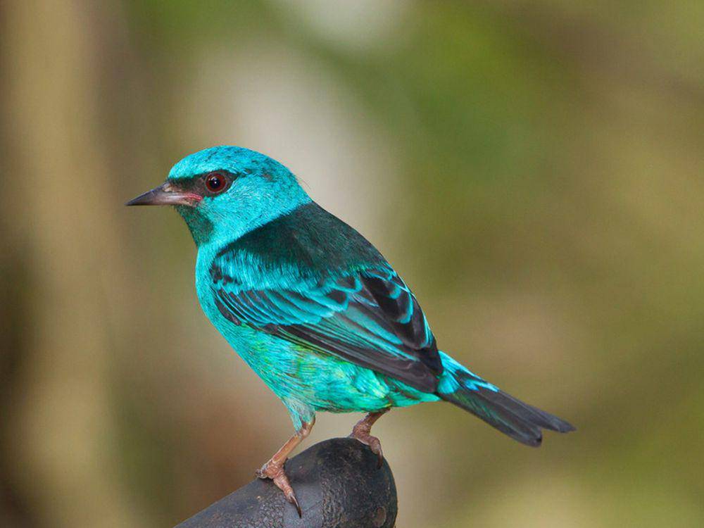 potret burung blue dacnis (inaturalist.org/Greg Lasley)