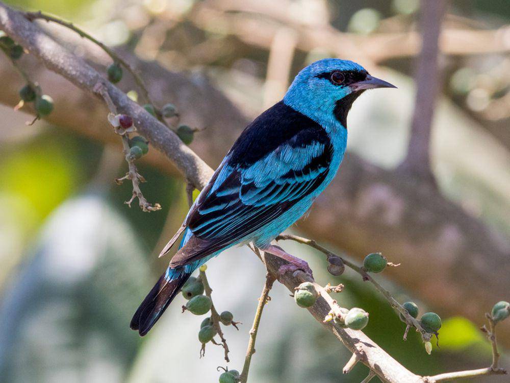 potret burung blue dacnis (inaturalist.org/Celso Modesto Jr.)