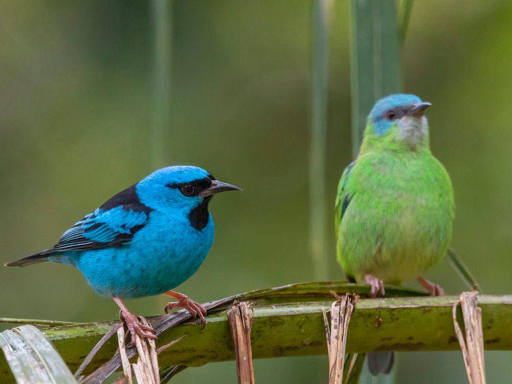 potret burung blue dacnis jantan dan betina (inaturalist.org/Gabriel Bonfa)