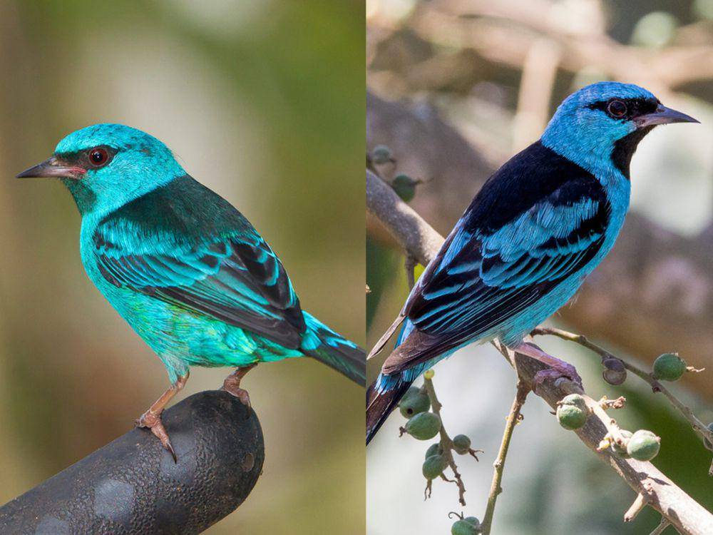 potret perbandingan 2 subspesies burung blue dacnis (inaturalist.org/Greg Lasley | inaturalist.org/Celso Modesto Jr.)
