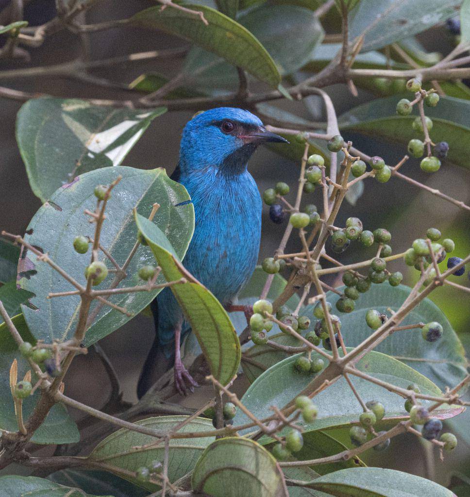 potret burung blue dacnis (inaturalist.org/Owen Ridgen)