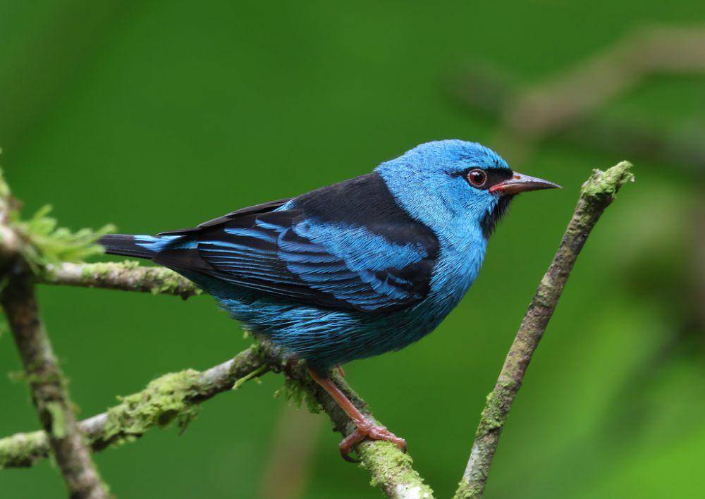 potret burung blue dacnis (inaturalist.org/Ad Konings)