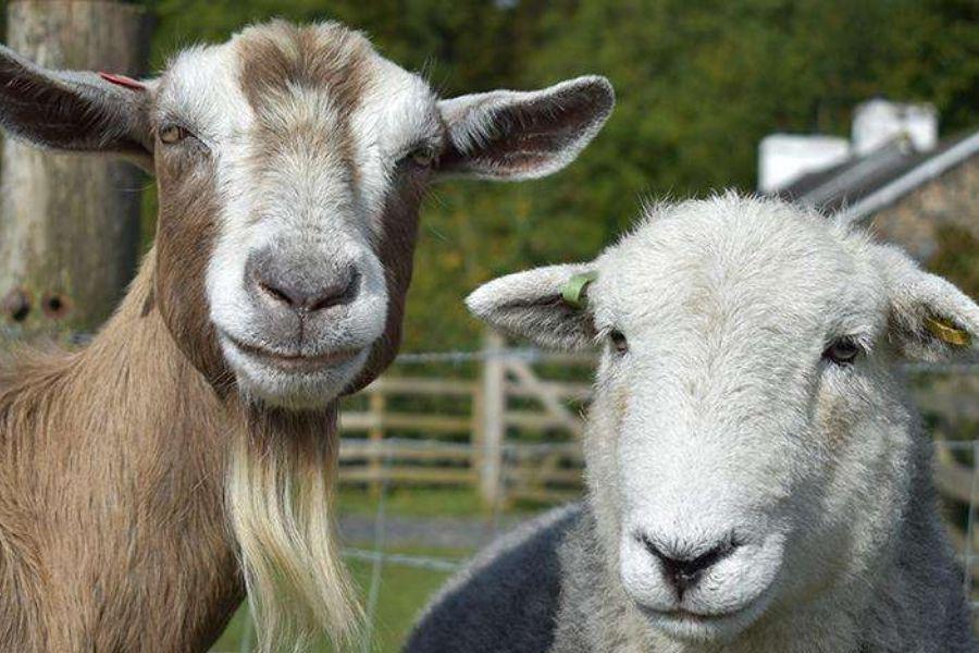 [QUIZ] Apa Kamu Bisa Membedakan Kambing dan Domba dari Gambar ini?