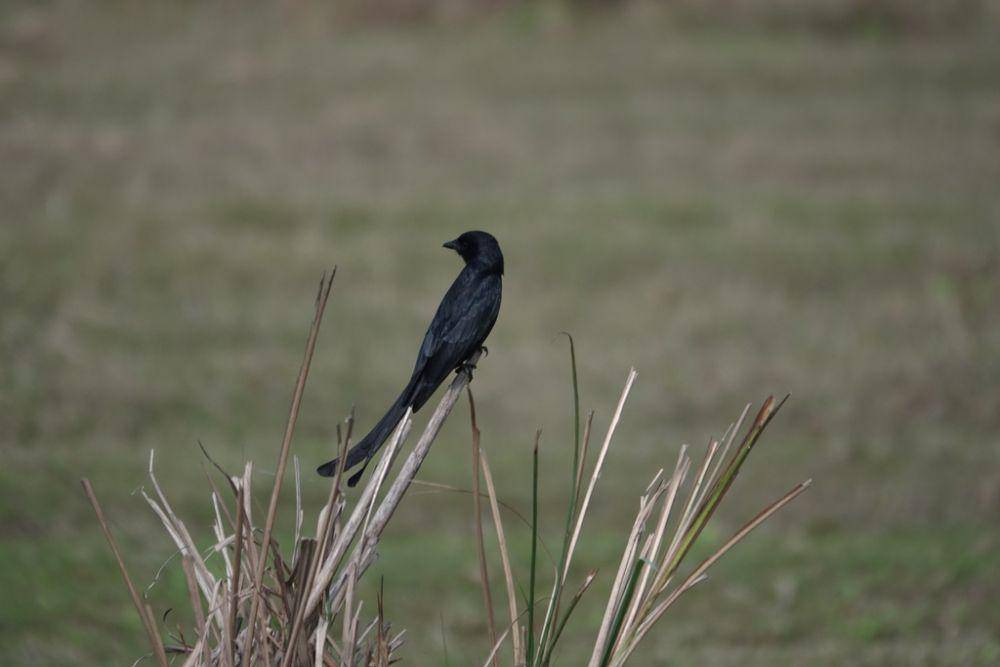 burung srigunting hitam (inaturalist.org/llareta)