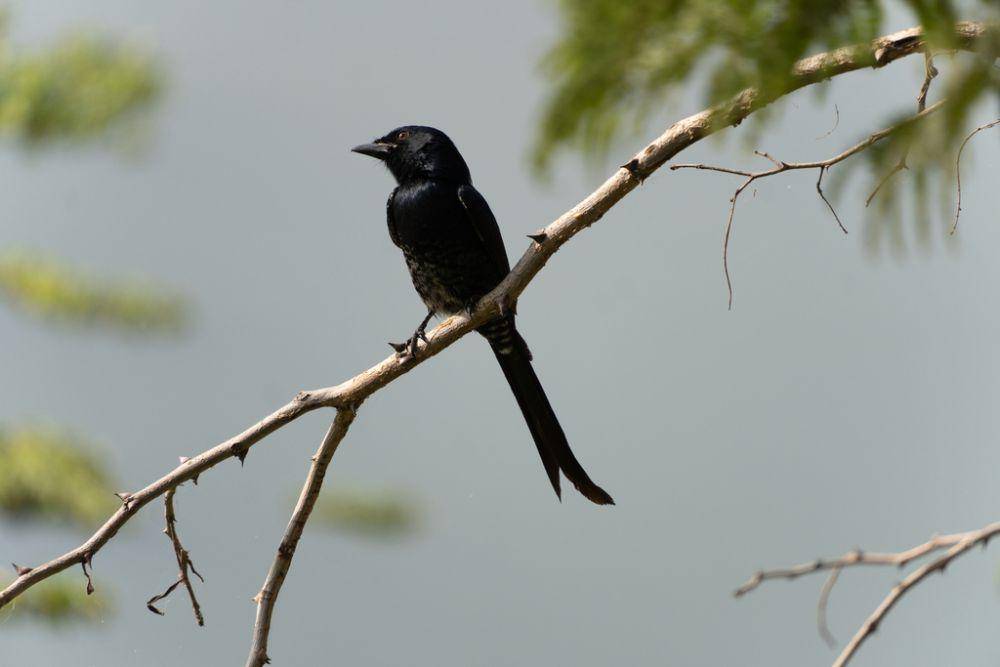burung srigunting hitam (inaturalist.org/kunikimu)