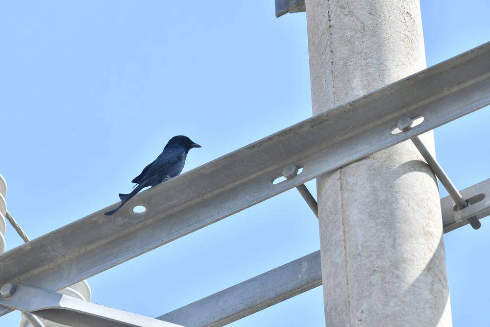 burung srigunting hitam (inaturalist.org/qin_huang)
