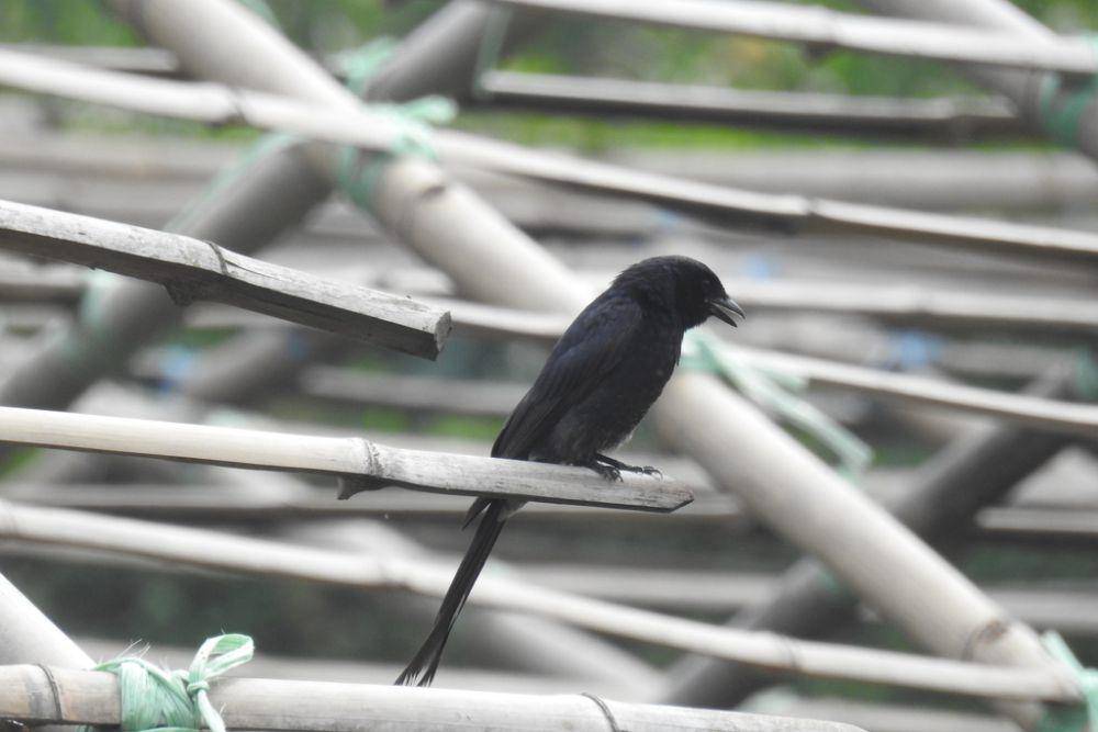 burung srigunting hitam (inaturalist.org/himalayan_naturalist)