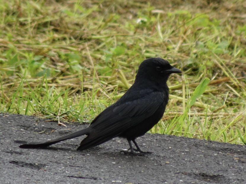 6 Fakta Burung Srigunting Hitam, Si Kecil yang Agresif