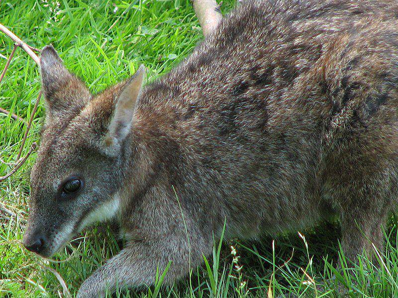 Parma wallaby (commons.wikimedia.org/Adamantios)