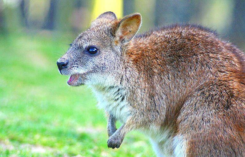 Parma wallaby (commons.wikimedia.org/Keven Law)