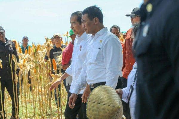 Bulog Diminta Serap 80 Ribu Ton Jagung di NTB, Rp5 Ribu Perkilo