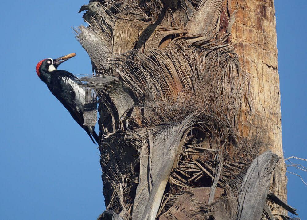 Pelatuk biji ek (commons.m.wikimedia.org/Mike's Birds)
