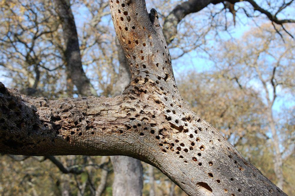 Lumbung pelatuk biji ek (commons.m.wikimedia.org/Eugene Zelenko)