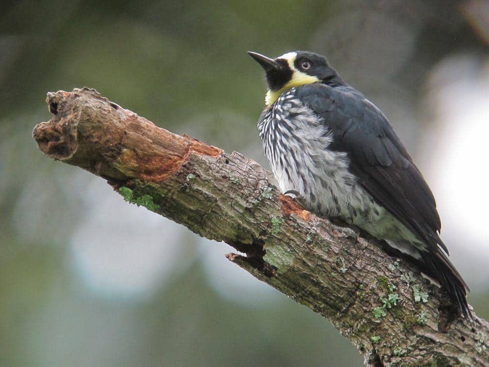 Pelatuk biji ek (commons.m.wikimedia.org/Felix Uribe)