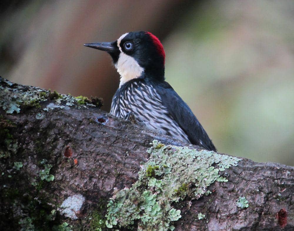 Pelatuk biji ek (commons.m.wikimedia.org/Felix Uribe)