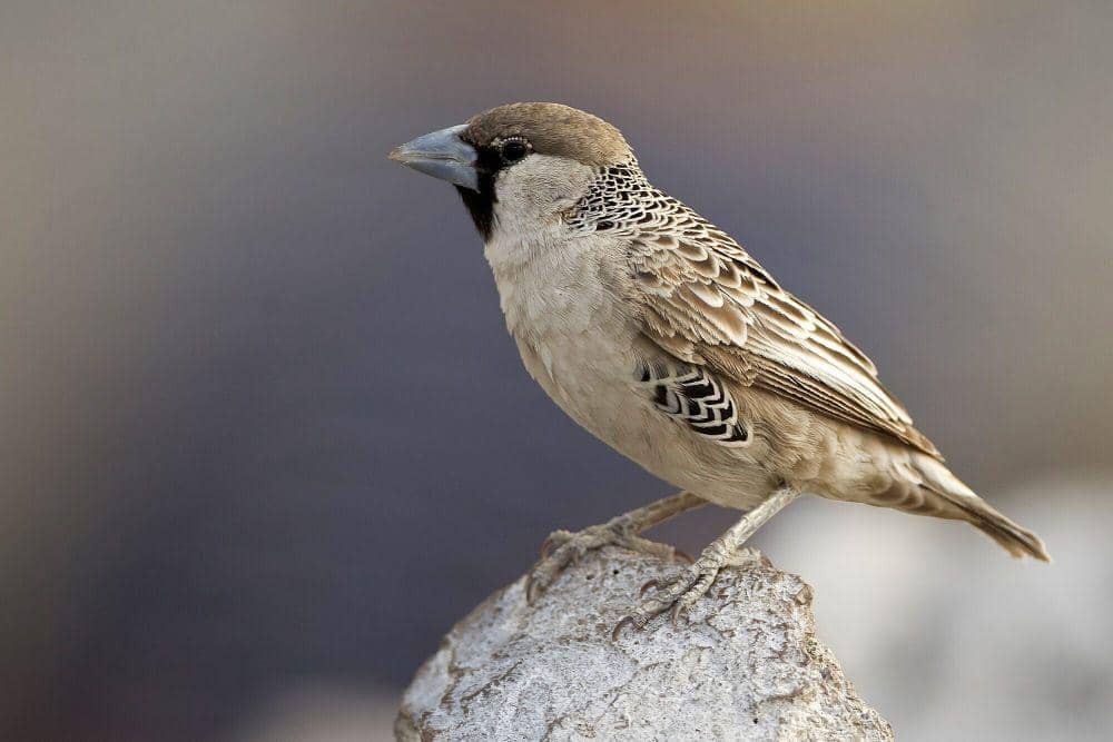 Sociable weaver (commons.m.wikimedia.org/Yathin S Krishnappa)