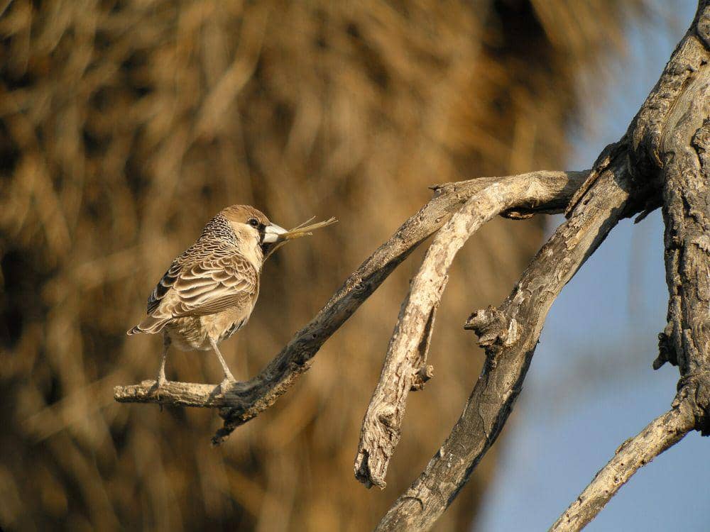 Sarang sociable weaver (commons.m.wikimedia.org/Frank Vassen)