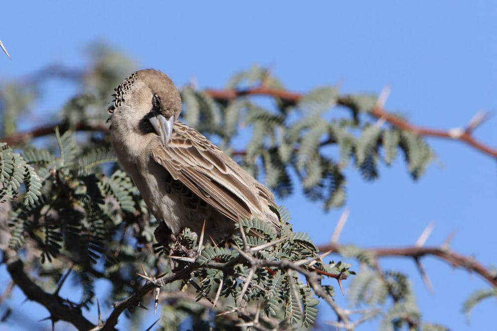 Sociable weaver (commons.m.wikimedia.org/Derek Keats)