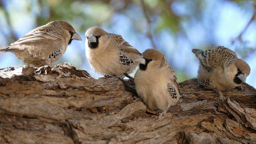 Sociable weaver (commons.m.wikimedia.org/Bernard Dupont)
