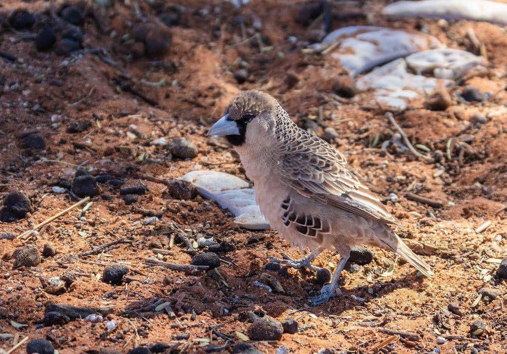 Sociable weaver (commons.m.wikimedia.org/Diego Delso)