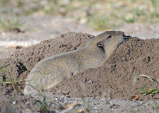 pocket gopher (commons.wikimedia.org/ VJAnderson)