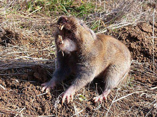 pocket gopher (commons.wikimedia.org/ Ian Silvernail, Institute for Applied Ecology)