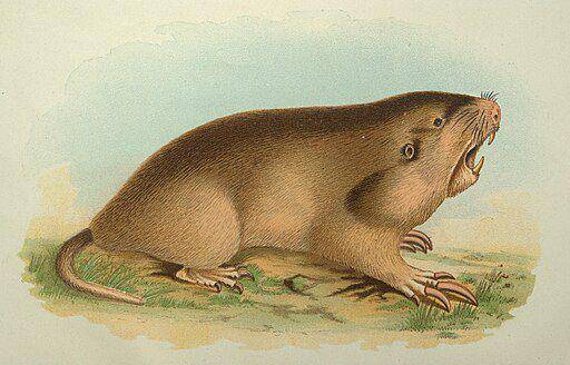 ilustrasi pocket gopher (commons.wikimedia.org/ Clarence Luther Herrick, Public domain)