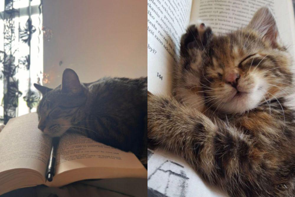 7 Potret Gemas Kucing Ngantuk dan Ketiduran saat Membaca Buku
