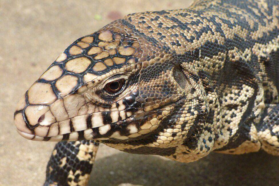 tampak dekat kadal Argentine black and white tegu (commons.wikimedia.org/María Zeta)