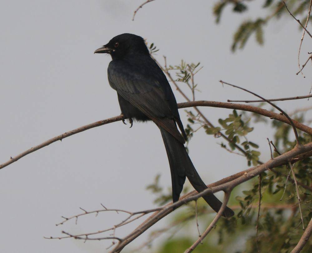 burung srigunting hitam (inaturalist.org/elavarasan_mm)