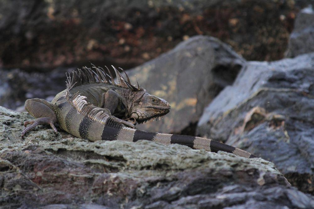 5 Perbedaan Mencolok Iguana dan Bunglon Hijau, Sering Dikira Sama!