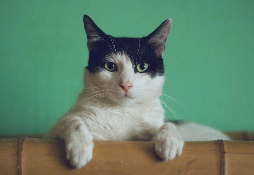25 Nama Kucing Lucu dan Jarang Diketahui Beserta Artinya