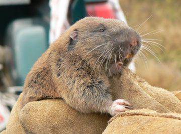 pocket gopher (commons.wikimedia.org/ Kim Flotlin, FWS.)