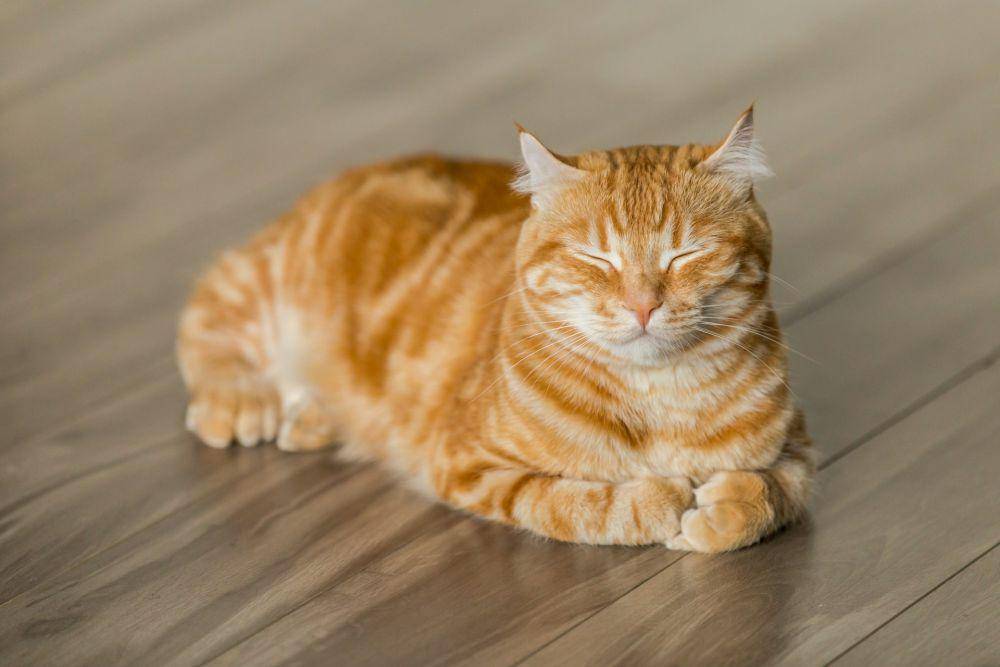 Ilustrasi kucing menutup mata (unsplash.com/Michael Sum)