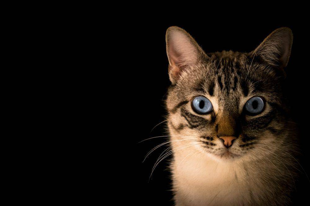Ilustrasi kucing (unsplash.com/Pakto Visual)