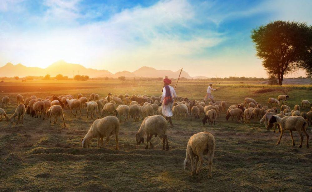 Kandungan Gizi Daging Domba, Apakah Lebih Sehat dari Kambing?