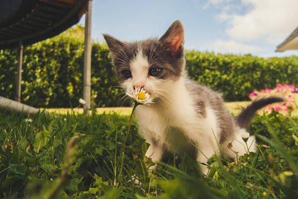 Ilustrasi kucing di taman (pexels.com/Alex Bargain)