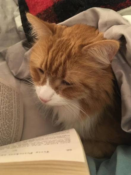 potret kucing ngantuk dan ketiduran saat baca (reddit.com/bflynn1018)