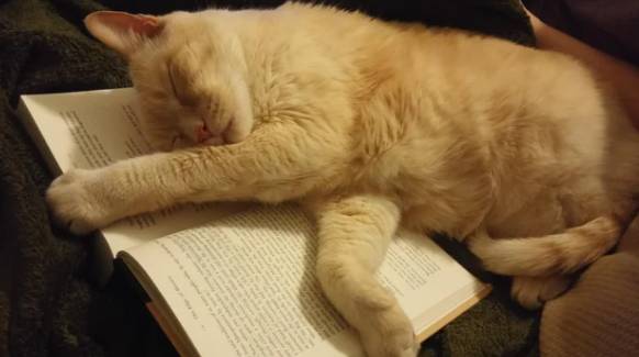 potret kucing ngantuk dan ketiduran saat baca (reddit.com/moopymooperson)