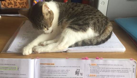 potret kucing ngantuk dan ketiduran saat baca (reddit.com/myfriendlyshadow)