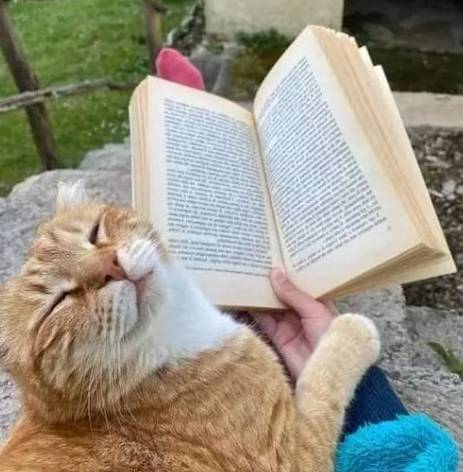 potret kucing ngantuk dan ketiduran saat baca (reddit.com/tisdetibol)